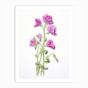 Sweet Peas Flower Vintage Botanical 1 Art Print