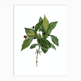 Vintage Alpine Honeysuckle Plant Botanical Illustration on Pure White Art Print