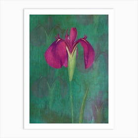 Purple Iris 2 Art Print