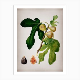 Vintage Figs Botanical on Parchment n.0863 Art Print