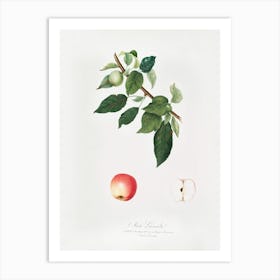 Apple (Malus Pumila) From Pomona Italiana (1817 - 1839), Giorgio Gallesio Art Print