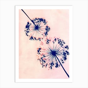 Pink blue alliums Art Print