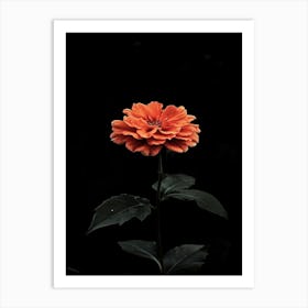 Chrysanthemum Art Print