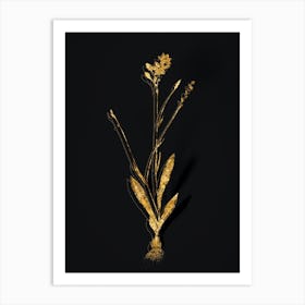 Vintage Gladiolus Junceus Botanical in Gold on Black n.0554 Art Print