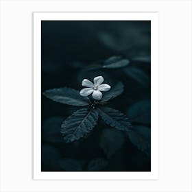 White Flower In The Dark 10 Art Print