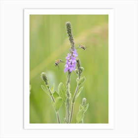 Bees On Purple Flower Art Print