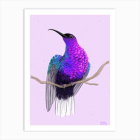 Violet Sabrewing Art Print