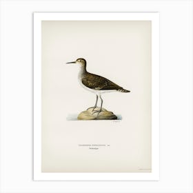 Sandpiper, The Von Wright Brothers Art Print