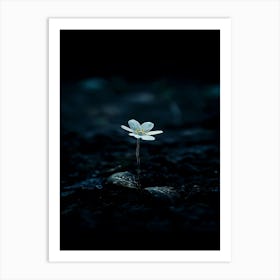 Flower In The Dark 62 Art Print