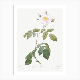 Big Leaved Climbing Rose, Pierre Joseph Redoute Art Print