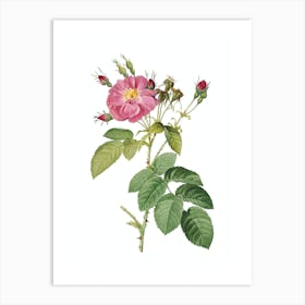 Vintage Harsh Downy Rose Botanical Illustration on Pure White n.0835 Art Print