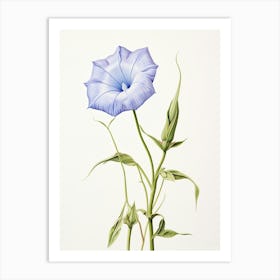 Pressed Flower Botanical Art Morning Glory 2 Art Print