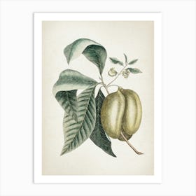 Vintage Catesby 2 Annona Triloba Art Print