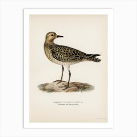 European Golden Plover, The Von Wright Brothers 1 Art Print