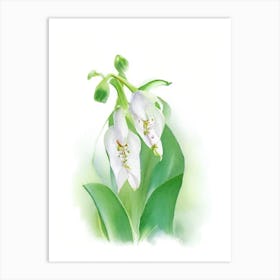 Lily Of The Valley Wildflower Watercolour Art Print