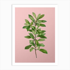 Vintage Firetree Branch Plant Botanical on Soft Pink n.0841 Art Print