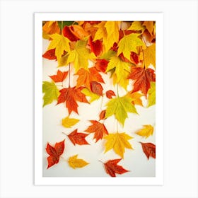 Autumn Leaves On White Background Art Print