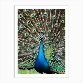 Peacock Art Print