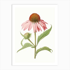 Echinacea Vintage Botanical Herbs 2 Art Print
