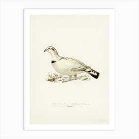 Hybrid Between Western Capercaillie And Willow Ptarmigan, The Von Wright Brothers Art Print