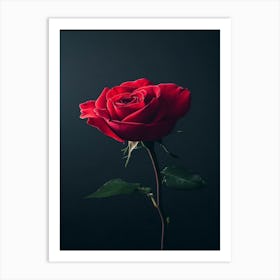 Single Red Rose On Black Background 36 Art Print