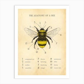 Anatomy Of A Bee Art Print