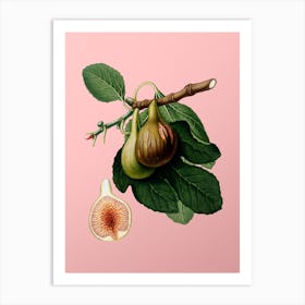Vintage Fig Botanical on Soft Pink n.0122 Art Print