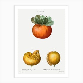 Bigarade Orange, Pierre Joseph Redoute Art Print