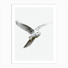 Snowy Owl B&W Pencil Drawing 1 Bird Art Print