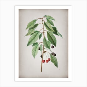 Vintage Wild Cherry Botanical on Parchment n.0791 Art Print