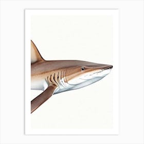 Epaulette Shark 5 Watercolour Art Print