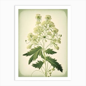 Meadowsweet Herb Vintage Botanical Art Print