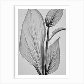 Anthurium B&W Pencil 2 Flower Art Print