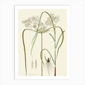 Fennel Art Print