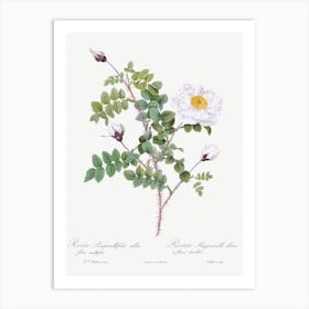 Double White Burnet Rose, Pierre Joseph Redoute Art Print