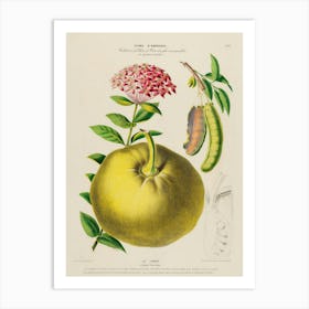 Pomegranate 8 Art Print