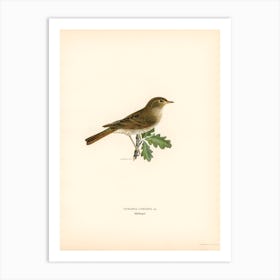 Thrush Nightingale (Luscinia Luscinia), The Von Wright Brothers Art Print