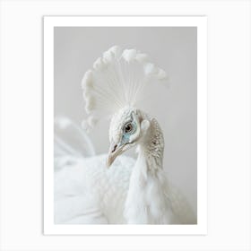 White Peacock 1 Art Print