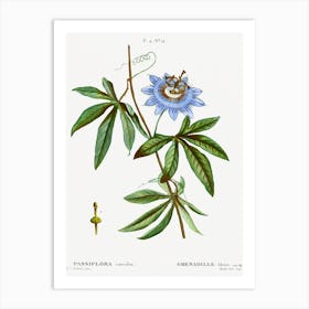 Blue Passionflower, Pierre Joseph Redoute Art Print