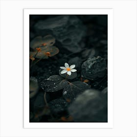 White Flower On Rocks Art Print