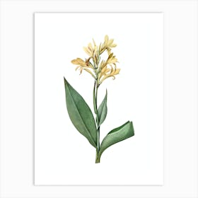 Vintage Water Canna Botanical Illustration on Pure White n.0682 Art Print