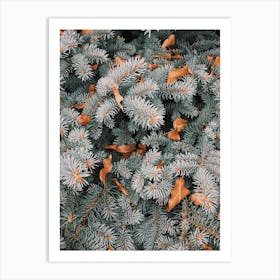 Blue Spruce Tree Art Print