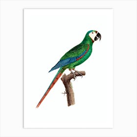 Vintage Blue Winged Macaw Bird Illustration on Pure White n.0011 Art Print