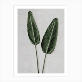 Strelitzia Leaves Duo Art Print