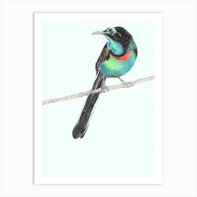 Splendid Astrapia Bird Mint & Black Art Print