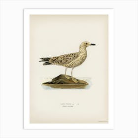 Leser Black Backed Gull, The Von Wright Brothers Art Print