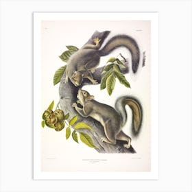 Hare Squirrel, John James Audubon Art Print