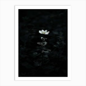 White Flower In The Dark 14 Art Print