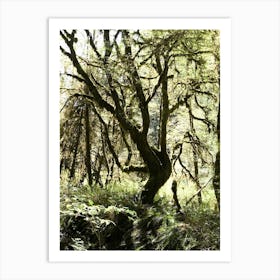 Mossy Forest Art Print