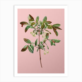 Vintage Honeyberry Flower Botanical on Soft Pink n.0262 Art Print